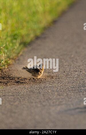 Feldlerche (Alauda arvensis), Erwachsene nehmen Staub Badewanne auf Farm Road, Hessen, Deutschland | Verwendung weltweit Stockfoto