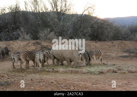 Rhinoceros und Zebras zusammen Füttern im Wildpark in Südafrika Stockfoto