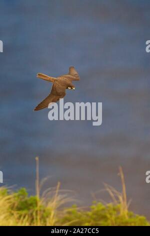 Eleonorenfalken (Falco eleonorae), erwachsenen männlichen Licht morph Fliegen über dem Meer, Mallorca, Spanien | Verwendung weltweit Stockfoto