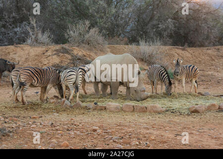 Rhinoceros und Zebras zusammen Füttern im Wildpark in Südafrika Stockfoto