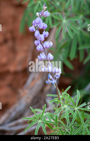 Lupine Wüste Wildflower Stockfoto