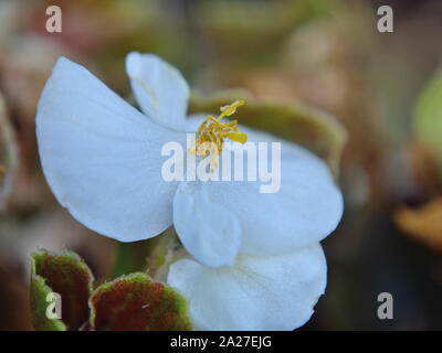 Nahaufnahme von Wachs Begonia weiße Blume, Begonia semperflorens x - "cultorum Stockfoto