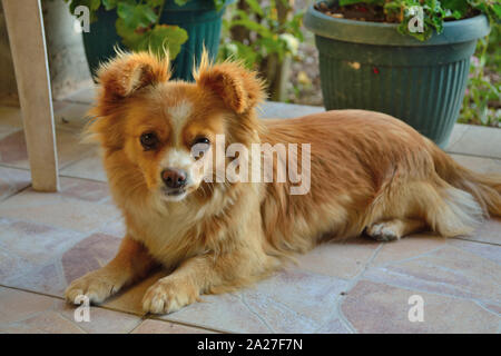 Pekingese Mischlingshund, Canis lupus familiaris Stockfoto