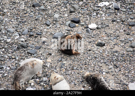 Graue Seehunde, die während der Paarungszeit an der Küste in Angel Bay, Penrhyn Bay, Little Orme, Nordwales, gemeißelt werden Stockfoto