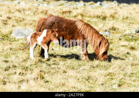 Wilde Carneddau Ponies, die am Rande des Llyn Ogwen Snowdonia National Park in Nordwales grasen Stockfoto