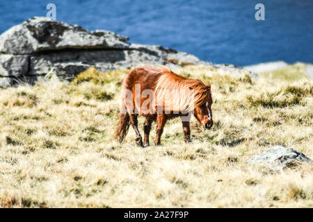 Wilde Carneddau Ponies, die am Rande des Llyn Ogwen Snowdonia National Park in Nordwales grasen Stockfoto