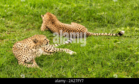 Farbe Wildlife Fotografie von zwei erwachsenen Geparden die Festlegung auf üppigen Gras in Kenia. Stockfoto