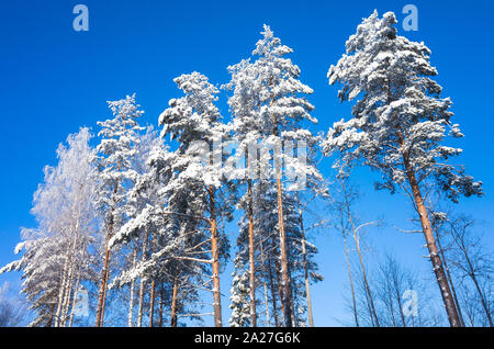 Kiefern bedeckt mit Schnee unter blauem Himmel an einem sonnigen Tag. Winter Forest, natürliche Hintergrund Foto Stockfoto