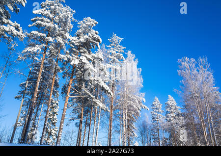 Wild Kiefern mit Schnee unter strahlend blauem Himmel bedeckt. Winter Forest, natürliche Hintergrund Foto Stockfoto