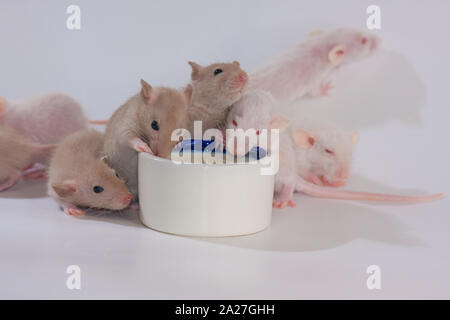 Eine große Anzahl der Mäuse trinken Milch aus einer Schüssel. Ratten fressen von großen Gerichten. Dekorative Tiere hautnah. Stockfoto