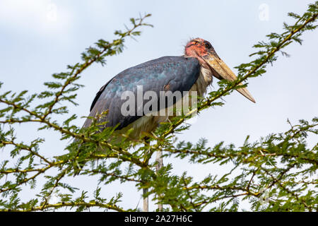 Foto der Marabu (Leptoptilos crumenifer) in Tree Top thront, in Kenia. Stockfoto