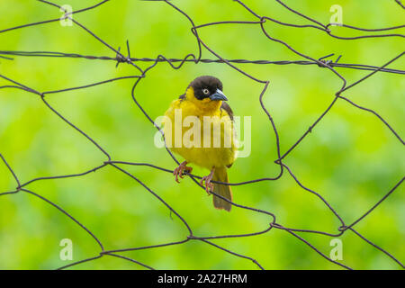 Farbfoto der Schwarz-headed Weaver innerhalb der Kette thront - link Fechten, in Kenia. Stockfoto