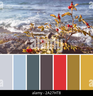 Farbanpassung ergänzende Palette von Bild von Hagebutten Bush mit roten Beeren auf einem Meer an einem sonnigen Tag Stockfoto