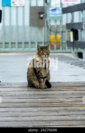 Eine gestreifte tabby Katze sitzt geduldig durch ein blaues Tor, Suche hazily in die Ferne. Stockfoto