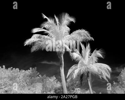 Palmen mit Infrarot Red Kamera aufgenommen und verarbeitet, ein schwarz-weiß Bild Stockfoto
