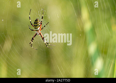 Gelb gestreifte Spinne draußen in der Natur in ihrem Spinnennetz. Argiope Bruennichi auch Zebra-, Tiger-, Seidenband, Wasp spider Vor unscharfen b Stockfoto