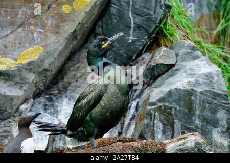Europäische Shag mit unverwechselbaren grünen Augen. Stockfoto