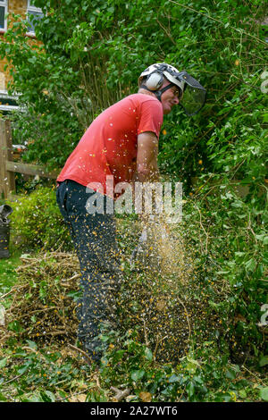 Holzspäne fliegen von einer Kettensäge während der Baum Chirurg, schneidet einen umgestürzten Baum. Stockfoto