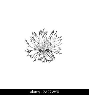 Kornblume Tinte schwarz Vector Illustration. Sommer Wiese Blumen, Honig Pflanze mit Namen eingraviert Skizze. Gemeinsame Flockenblume skizzieren. Centaurea nigra Botanische schwarze und weiße Zeichnung mit Beschriftung Stock Vektor