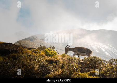 Indien Ibex posiert auf Hill Seite Stockfoto