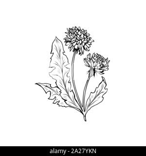 Blühende Löwenzahn freehand Vector Illustration. Feder Honig Pflanze, wildflower skizzieren. Fragile Sommerblume, Taraxacum Blätter und Blüten Schwarzweiß-Gravur. Postkarte, Poster design Element Stock Vektor