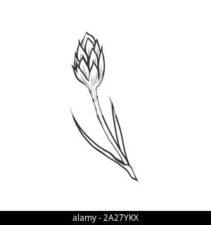 Kornblume Tinte schwarz Vector Illustration. Sommer Wiese Blumen, Honig Pflanze mit Namen eingraviert Skizze. Gemeinsame Flockenblume skizzieren. Centaurea nigra Botanische schwarze und weiße Zeichnung mit Beschriftung Stock Vektor