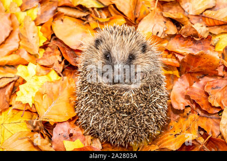 Hedgehog (Wissenschaftlicher Name: Erinaceus europaeus) Native, wilde Europäische Igel zusammengerollt in einer Kugel, die Vorbereitung für den Winterschlaf. nach Vorne. Landschaft Stockfoto