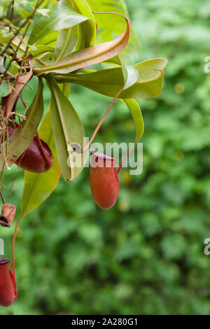 Tropischen Kannenpflanze lateinischer Name Nepenthes ampullaria Eine fleischfressende Pflanze, dass Traps Insekten und verdaut sie für Nährstoffe Stockfoto