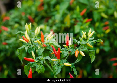 Vogel Paprikapflanze Bündel Gruppe reif organische Karibik tropische Garten pikanten Natürliche chili Zutat raw Stockfoto