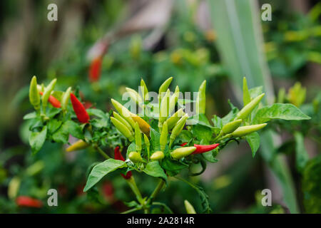 Vogel Paprikapflanze Bündel Gruppe reif organische Karibik tropische Garten pikanten Natürliche chili Zutat raw Stockfoto