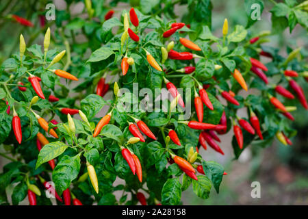 Vogel Paprikapflanze Bündel Gruppe reif organische Karibik tropische Garten pikanten Natürliche chili Zutat raw Stockfoto