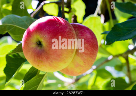 Äpfel auf einem Baum an einem sonnigen Tag Stockfoto