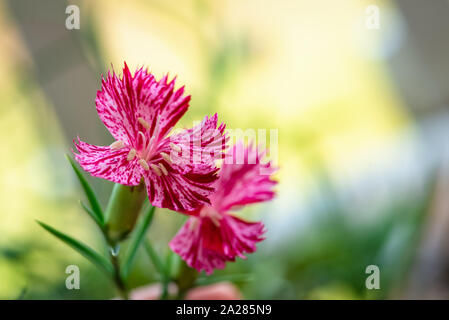 Der botanische Botanik blumen natur Nelke sequier rosa Blume blühenden Garten Stockfoto