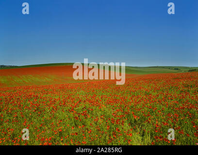 Rote Mohnfelder. South Downs National Park. East Sussex. England. UK. Europa Stockfoto