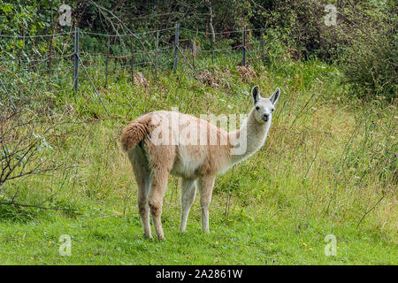 Baby Llama - Craig Highland Farm Stockfoto