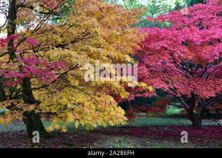 Herbst in Westonbirt, die National Arboretum, Heimat von über 18.000 Bäume und Sträucher, darunter viele japanische Ahorne. Stockfoto