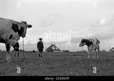 Wiederaufbau im Emsland, 1945-1949. Wiederaufbauarbeiten in Ems region, 1945-49. Stockfoto