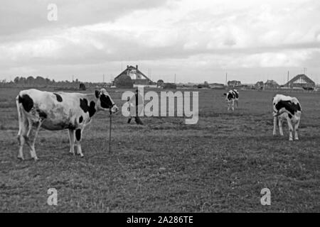 Wiederaufbau im Emsland, 1945-1949. Wiederaufbauarbeiten in Ems region, 1945-49. Stockfoto