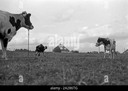 Wiederaufbau im Emsland, 1945-1949. Wiederaufbauarbeiten in Ems region, 1945-49. Stockfoto