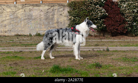 Profil von Border Collie blue merle Rasse Hund in einem Park Stockfoto
