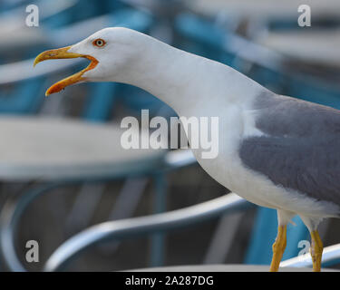 Kreischende möwe Anrufe über ein Cafe in St. Mark's Square, eine typische Szene und verärgerte Einheimische und Touristen auf einer täglichen Basis, Venedig, Italien, Europa. Stockfoto