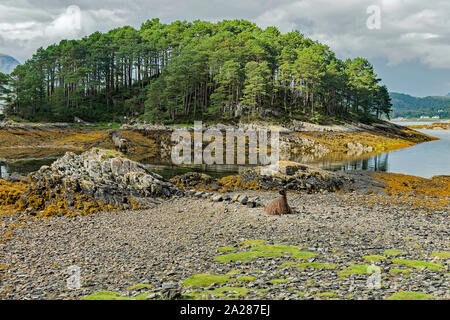 Llama auf felsigen Strand in Schottland. Stockfoto