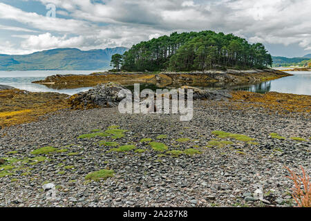 Llama auf felsigen Strand in Schottland. Stockfoto