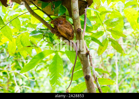 Philippine Tarsier (Carlito Syrichta) am Tarsier Conservation Area, Loboc, Bohol, Central Visayas, Philippinen Stockfoto