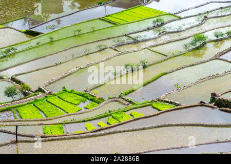 Ansicht der überschwemmten Reis Terrassen im frühen Frühling Pflanzzeit, Batad, Banaue, Mountain Province, Cordillera Administrative Region, Philip Stockfoto