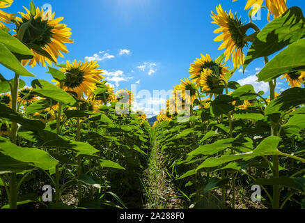 Bereich der riesigen gelben Sonnenblumen in voller Blüte, Oraison, Alpes-de-Haute-Provence, Provence-Alpes-Côte d ' Azur, Frankreich Stockfoto