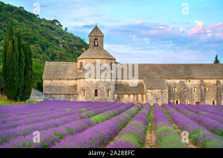 Lavendelfelder in voller Blüte Anfang Juli in der Abbaye de Sénanque Abtei bei Sonnenaufgang, Vaucluse, Provence-Alpes-Côte d'Azur, Frankreich Stockfoto