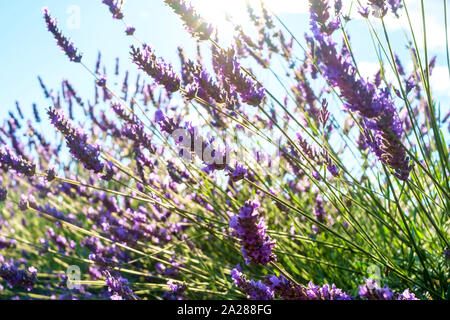 Lavendel Blüten in Höhe von Bloom Anfang Juli, Plateau de Valensole, Provence-Alpes-Côte d'Azur, Frankreich Stockfoto