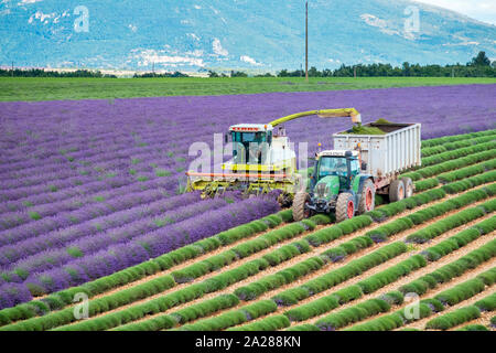 Arbeitnehmer mit der Ernte beginnen erste Zeilen von Lavendel in einem Feld Anfang Juli auf dem Plateau de Valensole in der Nähe von Puimoisson, Provence-Alpes-Côte d'Azur, Fran Stockfoto