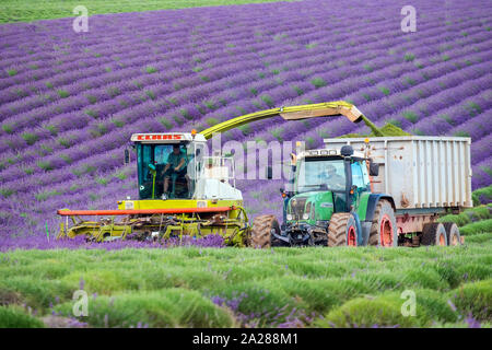 Arbeitnehmer mit der Ernte beginnen erste Zeilen von Lavendel in einem Feld Anfang Juli auf dem Plateau de Valensole in der Nähe von Puimoisson, Provence-Alpes-Côte d'Azur, Fran Stockfoto